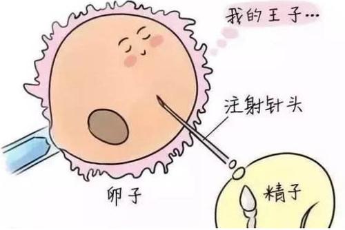 一岁第三代助孕宝宝玩什么
